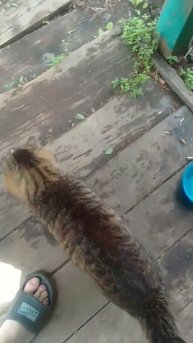 Котик Мурципан вернулся. Он всю ночь где - то гулял. Разговариваю с котом