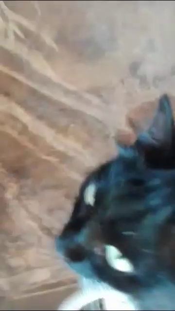 Кот Барсик, друг Моего Мурципана офигел от увиденного, у него крепкие нервы!