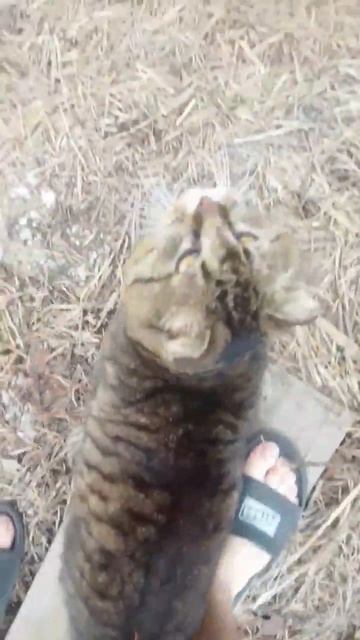 Котик кушает курочку и продолжает похудение. Разговариваю с котом.