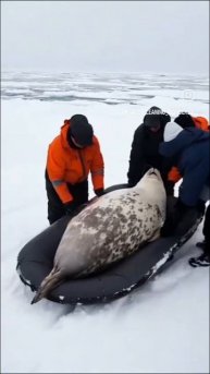 Кот пришёл на дискотеку, но захотел спать и уснул. Ему не дали поспать.