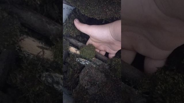 Клава и лягашка младшая