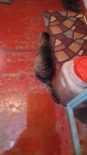 Разговариваю с котом на тему как назвать канал #cat #котик #котики #котик #catlover #животные