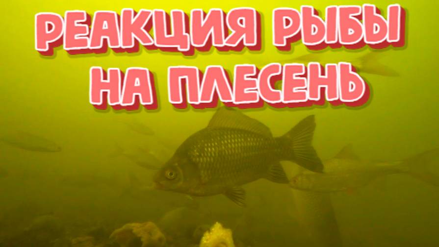 Реакция рыбы на Плесень ( подводная съемка)