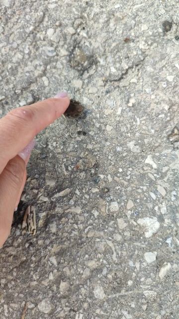 мини лягушка