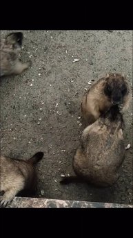 Байбак в зоопарке