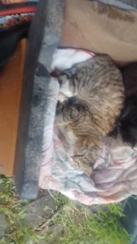 Вот они котики мои! Говорю котам и они отвечают! #cat #catlover