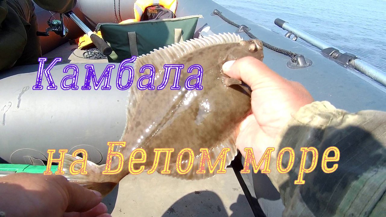 И вновь за камбалой/ Новый ароматизатор