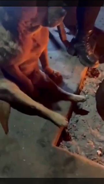 Очеловечился