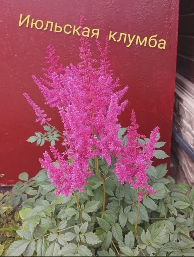 Июльская клумба. Ура!!! Что-то получилось😊😊😊