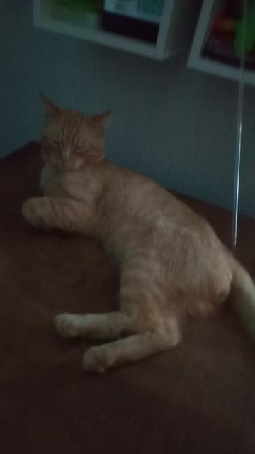 Мой кот 😻