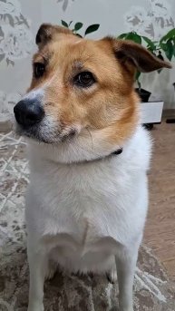 умение слушать#собака#суперсобака