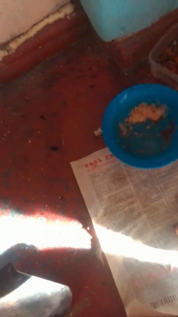 Котик любит кушать рыбку. Кормление кота происходит 3 раза в день. Уже обед и я его кормлю.