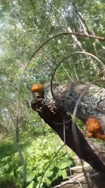 Грибы Ивняки или Золотой чашуйчатый растут на упавших деревьях в лесу.