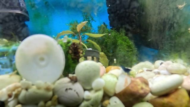 Родился креветосик мелкий, Гуппи могут съесть креветку