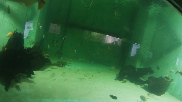 океанариум 5