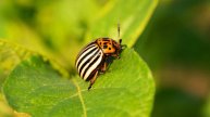 Российские ученые вырастили "убийцу" колорадских жуков-пожирателей