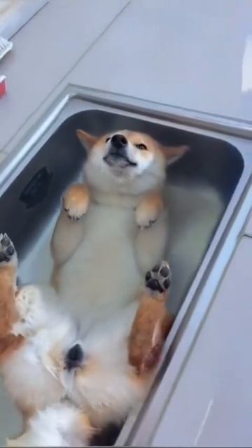 собаки купаются