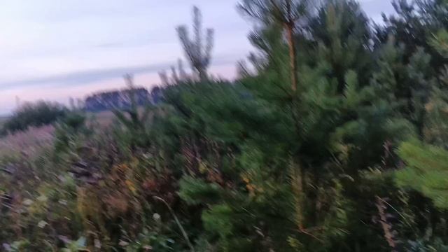 27.07.25. кража пчел с кочевки!!! забираю рой!