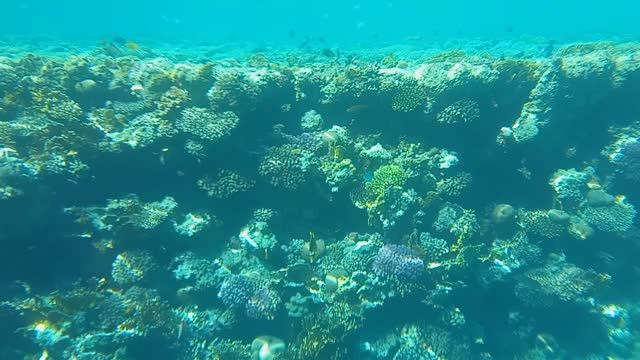 Подводный мир Шарм эль Шейха, Красное море, Египет