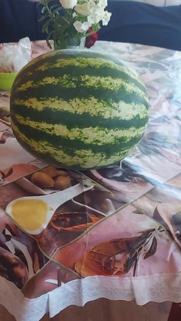 Арбуз 🍉 Арбуз 🍉 привет