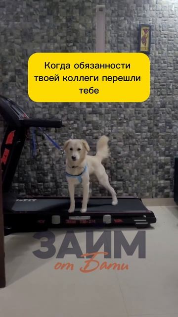 Ох уж эти обязанности