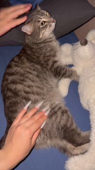 Милый котик 🐱