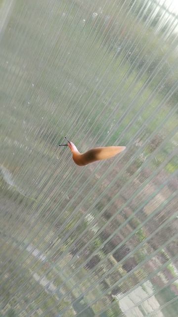 Слизень" Илюша"приполз жрать мои огурчики 🤣
Чем опасны слизни на участке
Они объедают листья и пло