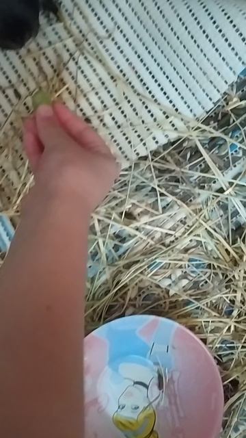 VID_20250728_165031.mp4