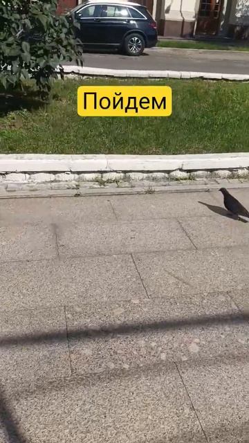 Любимая, вернись #голубь #наташа #любимая