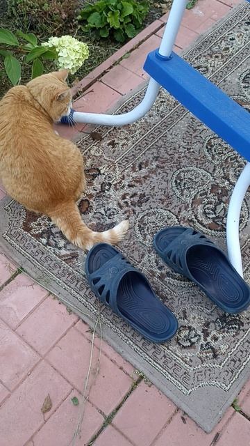 Мышку жалко. #котики