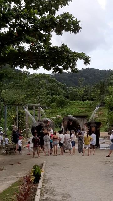 Как моют слоников