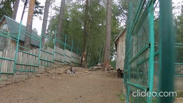 Зоопарк в Костроме-2025 год 23 июля