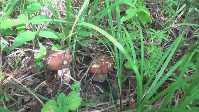 По грибы, попытка номер два