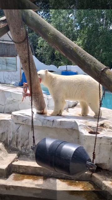 Алмаз и говяжья голень: история о настойчивости и вкусной еде.