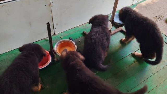 А в питомнике сейчас завтрак! Вкусный Роял Канин дают.
Малышам С... Янкор Кримеа ДШ 2 месяца