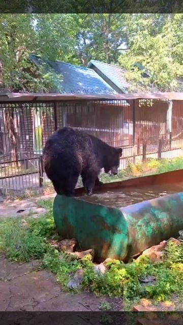 Борьба с жарой в ЗООСАДЕ "Приамурский""