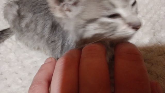 новый житель.