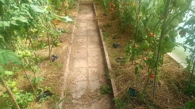 Вытащили чеснок) Наши дела огородные и цветочные)