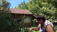 У бабушки в деревне, собираем ягоды 28-07-2025