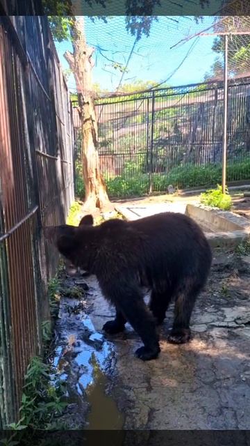 Новый дом, новые приключения: Буржуйчик осваивается в Приамурском!
