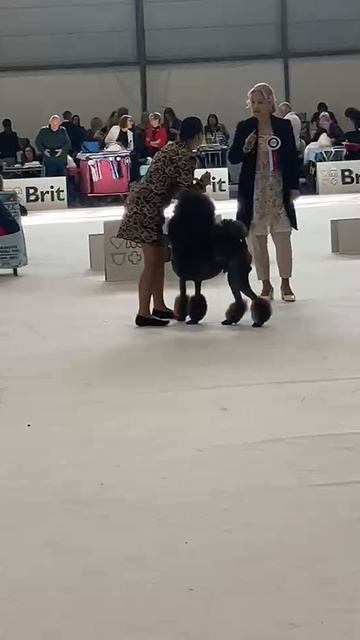 European Dog Show 2025. ATAMI MARSHAL- юный ЧЕМПИОН ЕВРОПЫ-2025г!