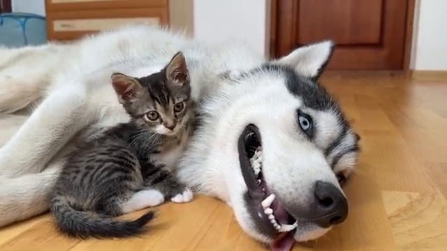 Реакция хаски на котёнка - 2025 год (uu)