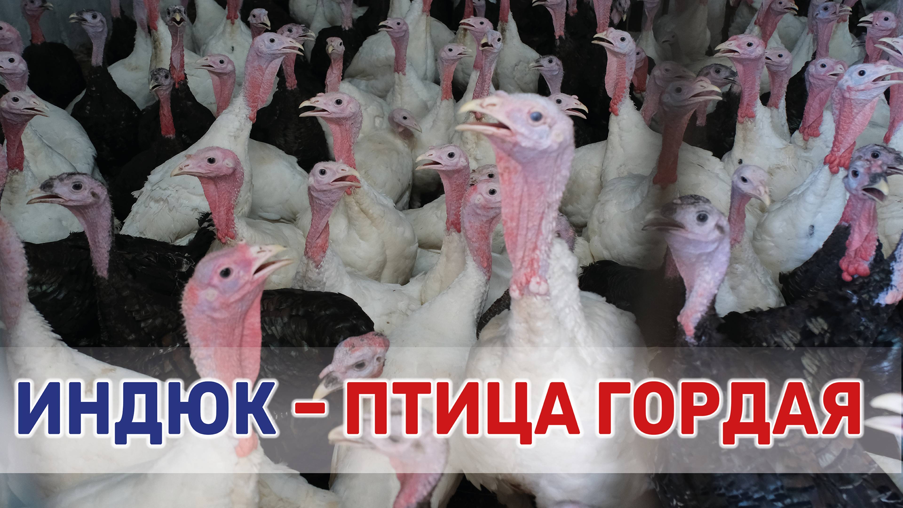 Вся жизнь домашней птицы за полминуты