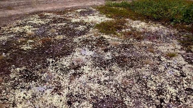 Поход за грибами с внучкой