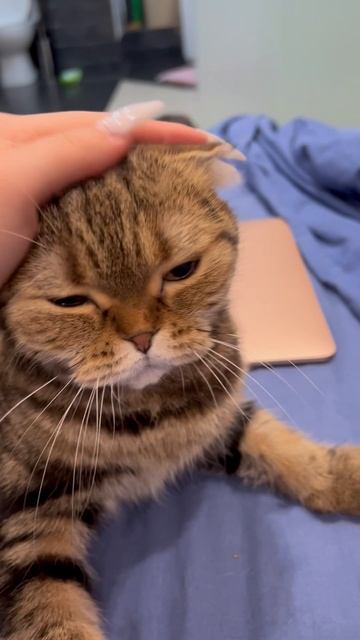Милая шотландская вислоухая кошечка разговаривает 🐱