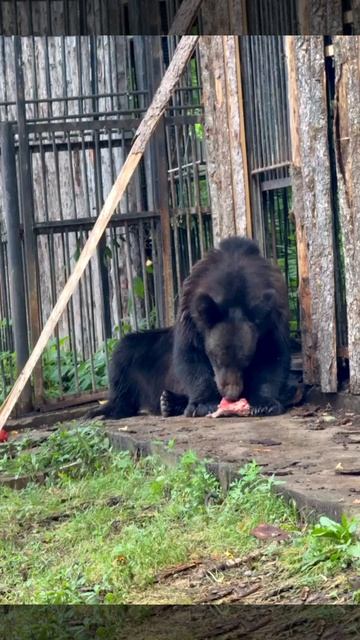 Утренняя трапеза бурого медведя  Буржуя.