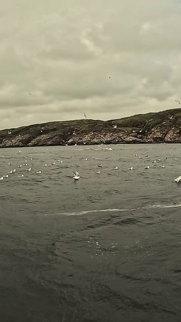 Смотрим Горбатых Китов