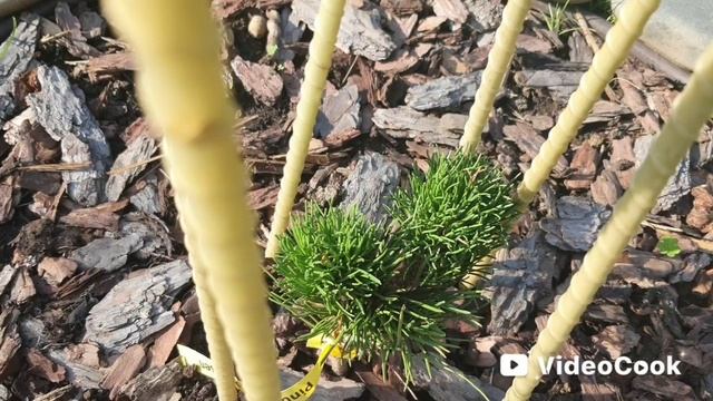 32. Хвойные растения нашего сада! Ёлочки, сосны, туи, можжевельники, лиственницы... 27 июля 2025года