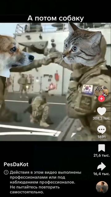 собака vs кота