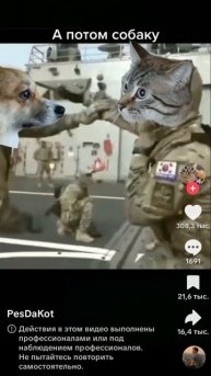 собака vs кота